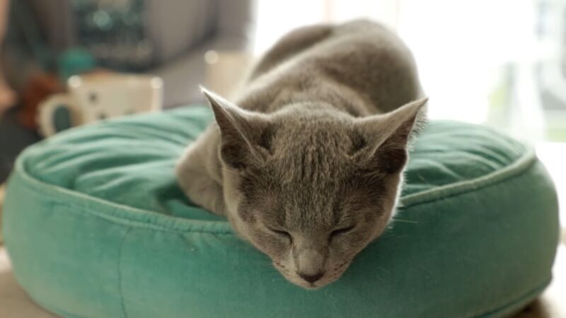. Ruska plava mačka spava